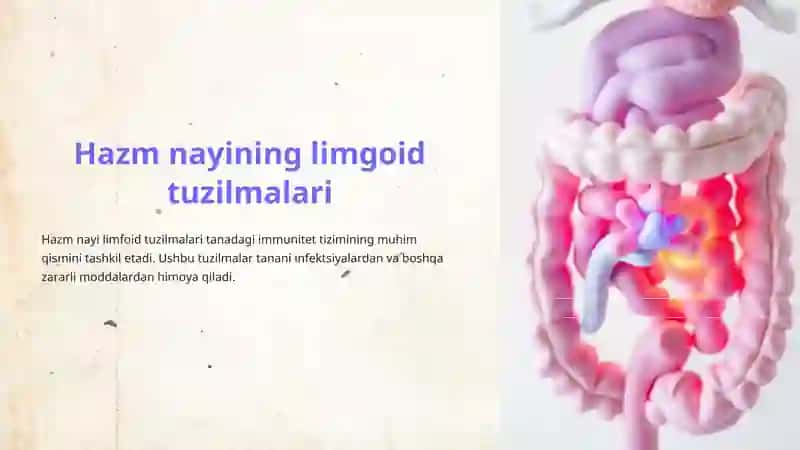 Hazm nayining limgoid tuzilmalari 2