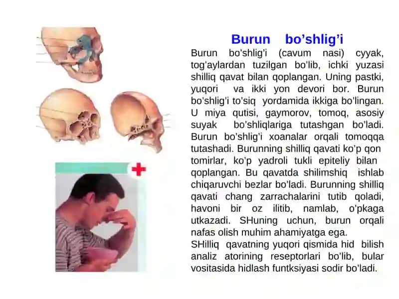 NАFАS ОLISH ОRАGАNLАRI SISTЕMАSINING TUZILISHI 2