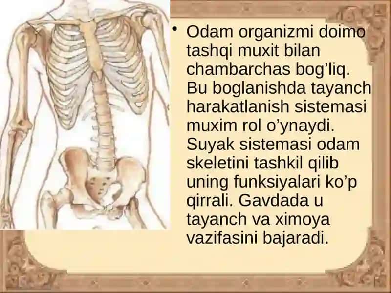 SUYAKLARTUZILISHI 2