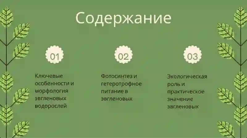 Эвгленовые водоросли 2