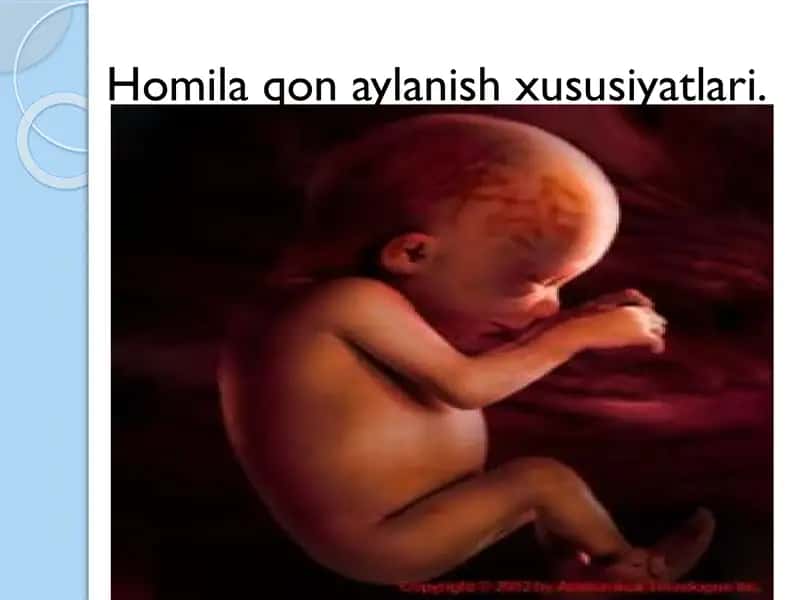 Homila qon aylanish xususiyatlari 2