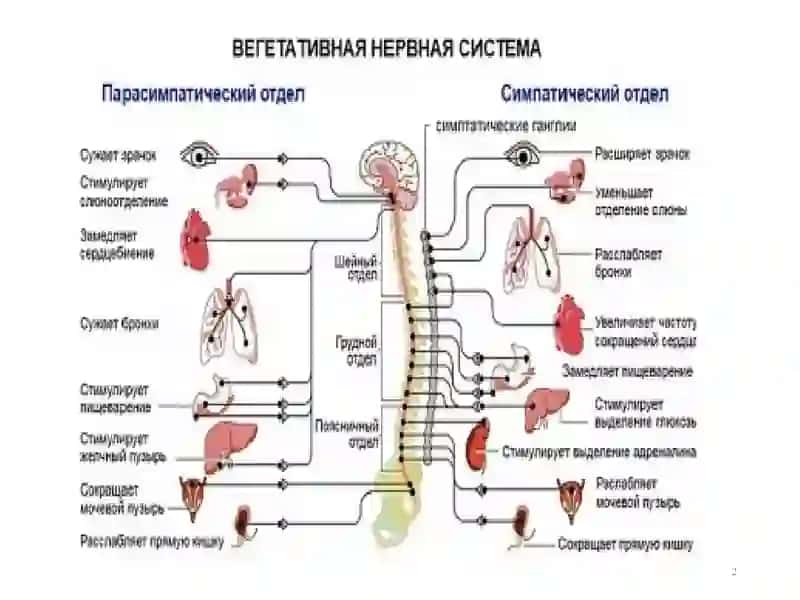 Н-холинорецепторлар ва Таъсир Этувчи Воситалар 2