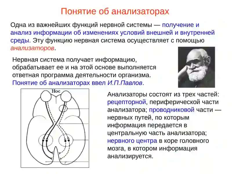 Орган зрения 2