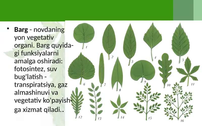 Barglarning Tashqi Tuzilishi 2