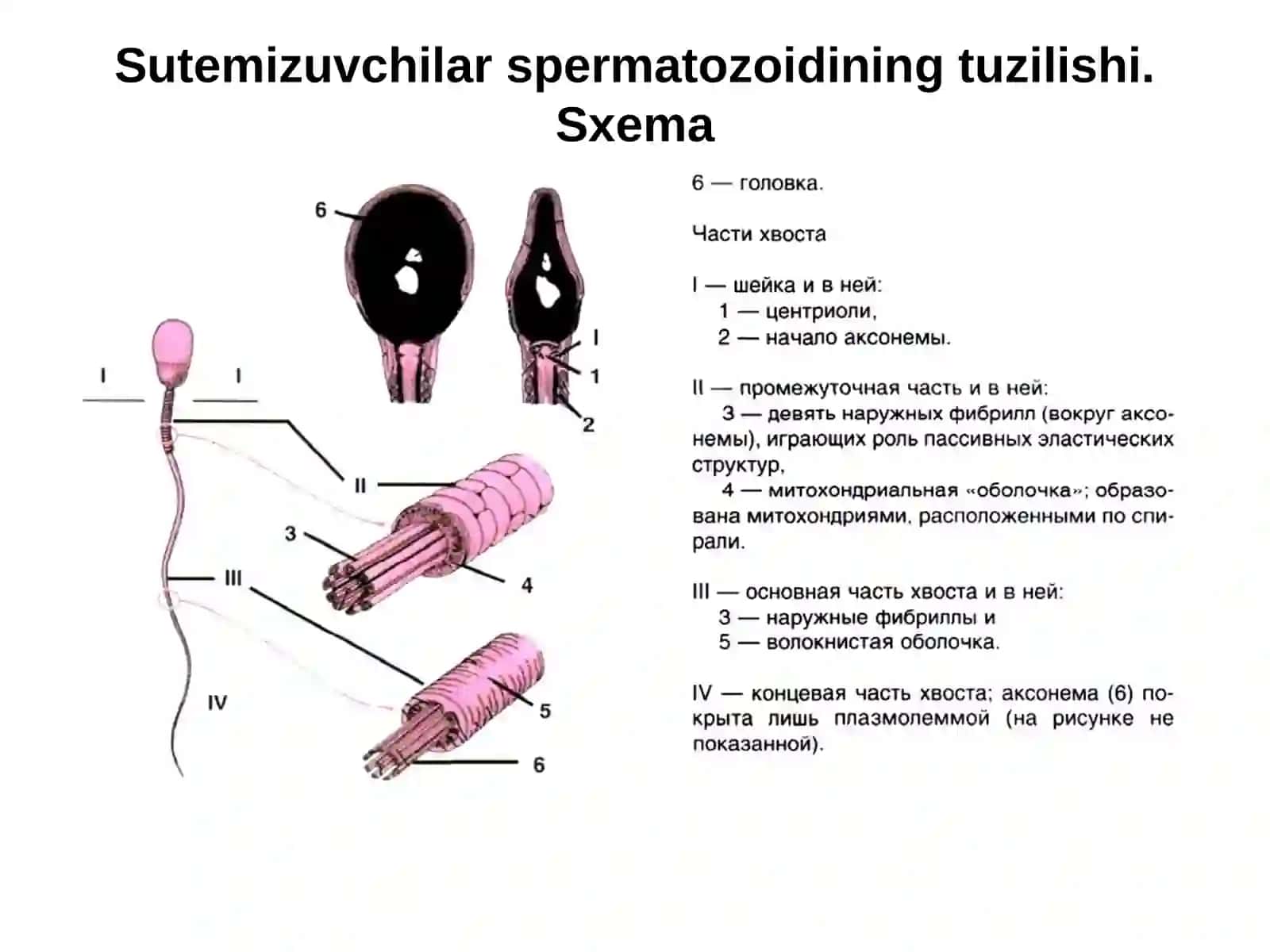 Ontogenez va Progenezning jarayonlari 2