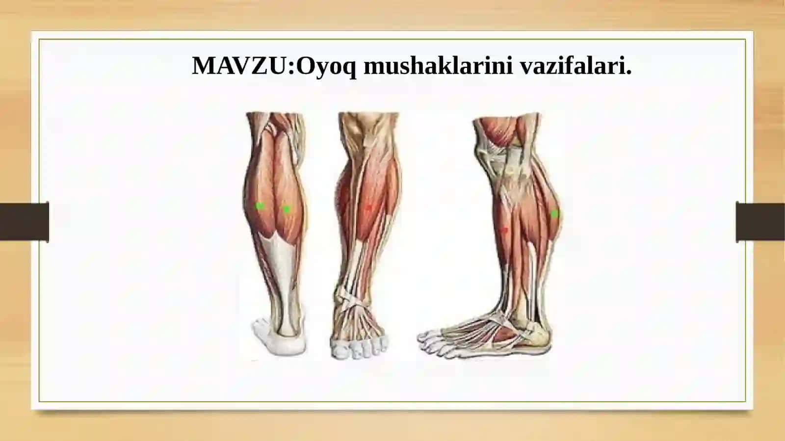 Oyoq mushaklari nivazifalari 2