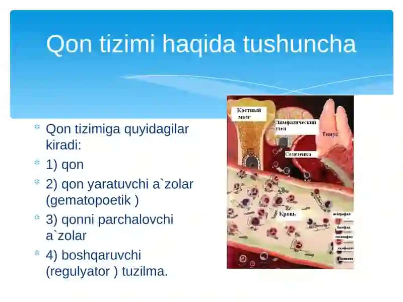 Qon fiziologiyasi 2