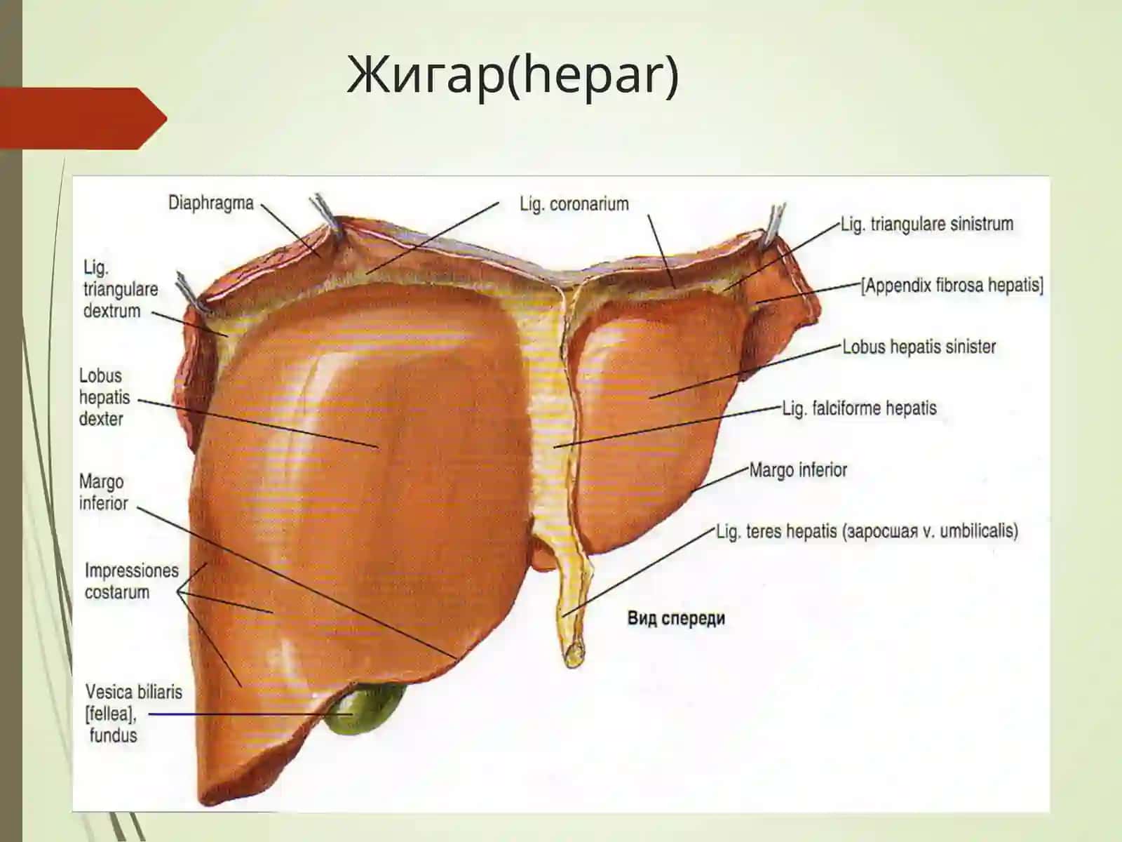 Сурункали гепатитлар. Жигар циррози 2