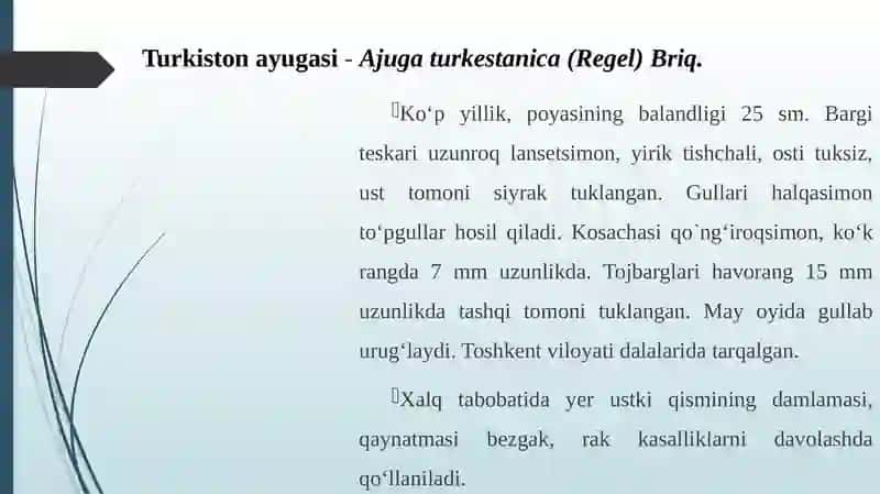 Yalpizdoshlar oilasining dorivor vakillari 2