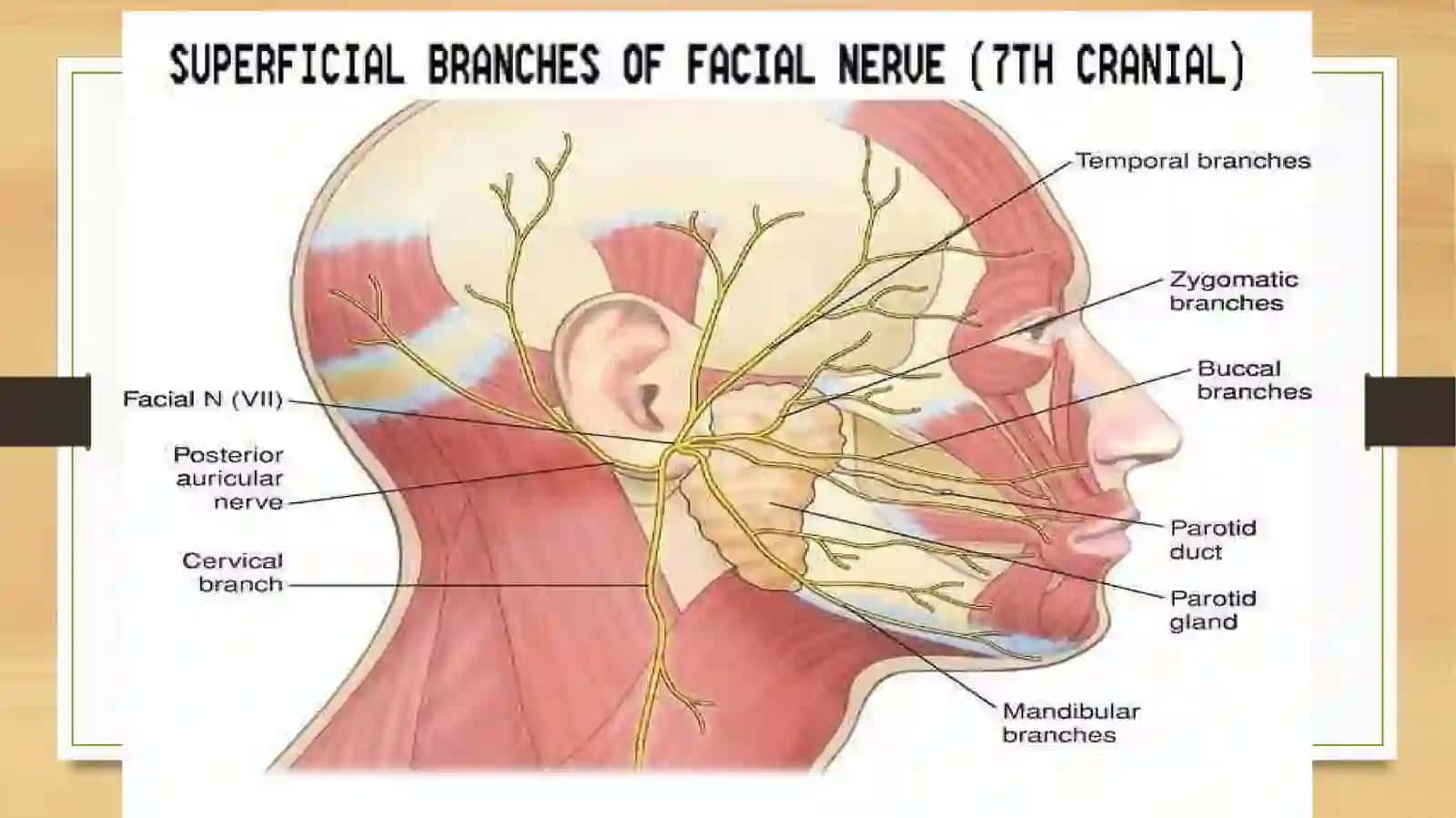 NERVUS FACIALIS 2