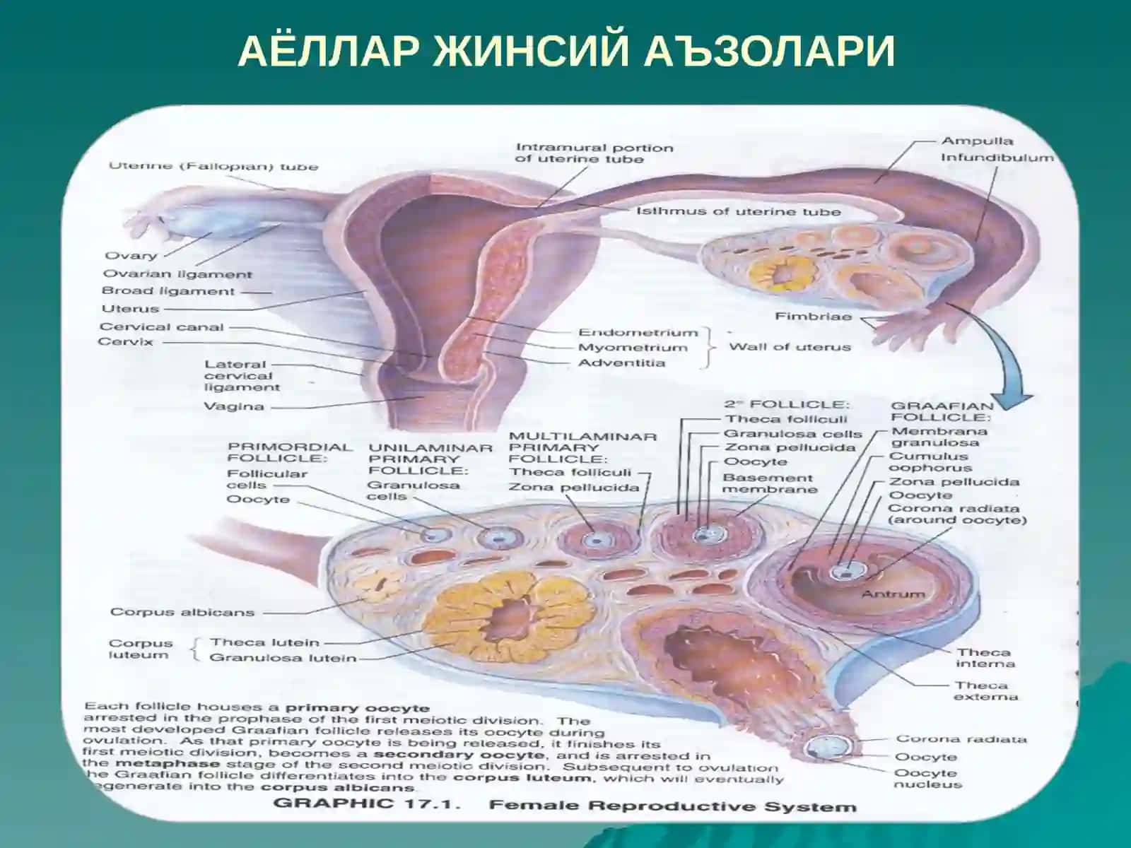 АЁЛЛАР ЖИНСИЙСИСТЕМАСИ 2