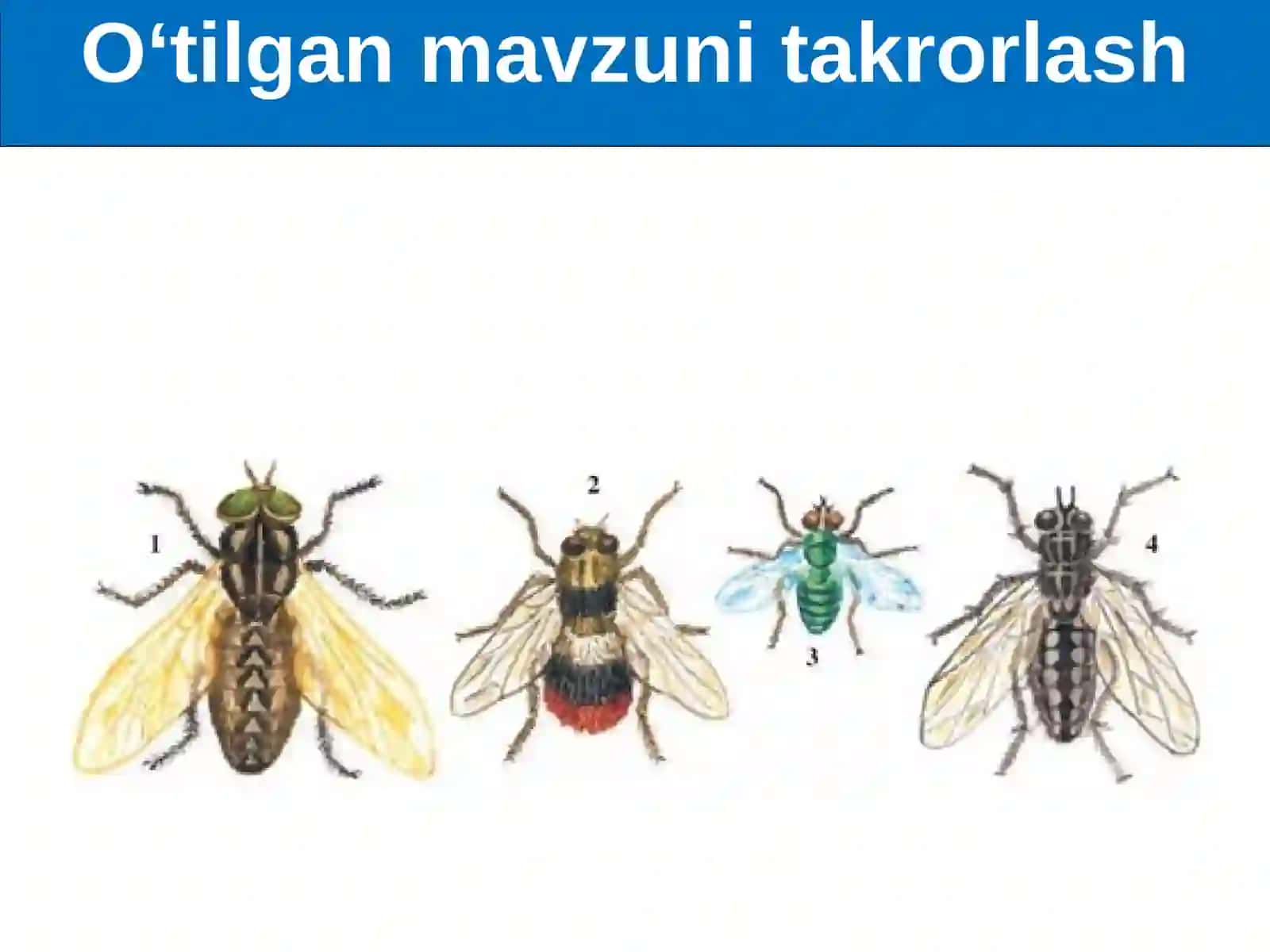 Hasharotlarning kelib chiqishi va ahamiyati 2