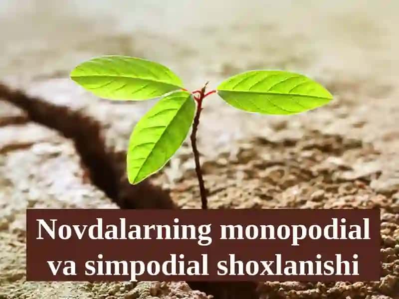 Novdalarning monopodial va simpodial shoxlanishi 2