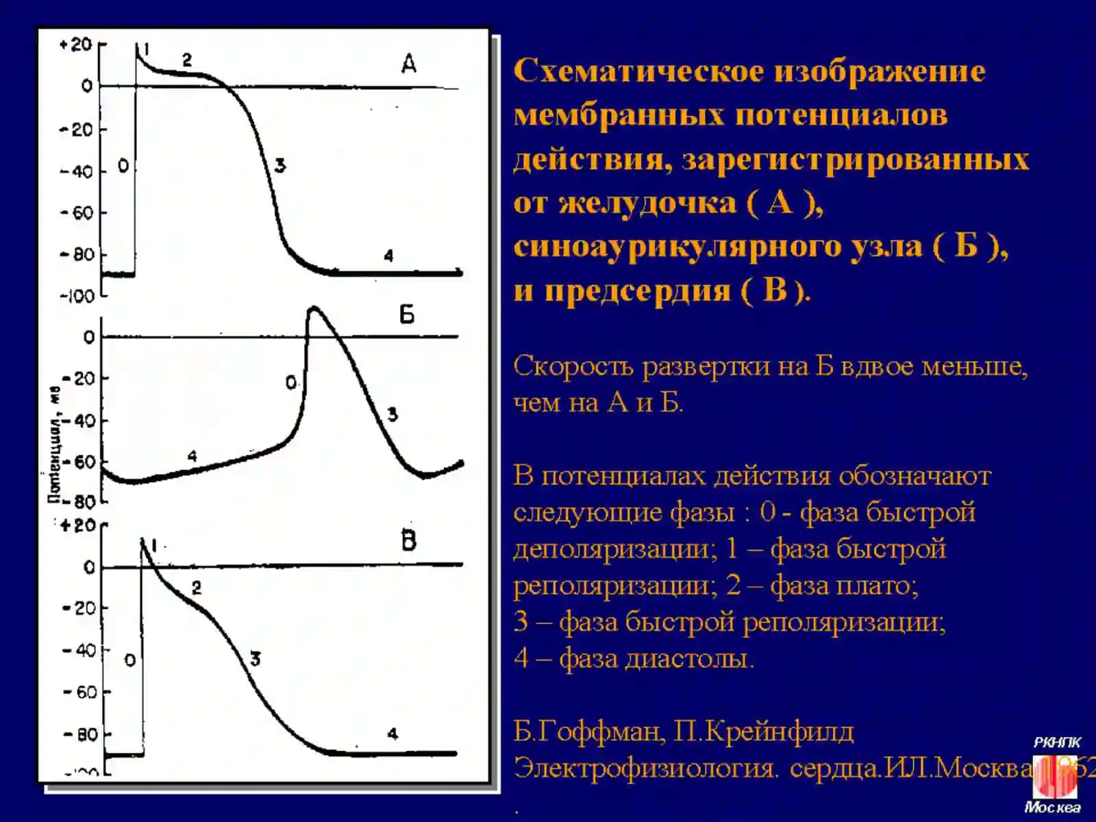 Электрокардиография –2 2