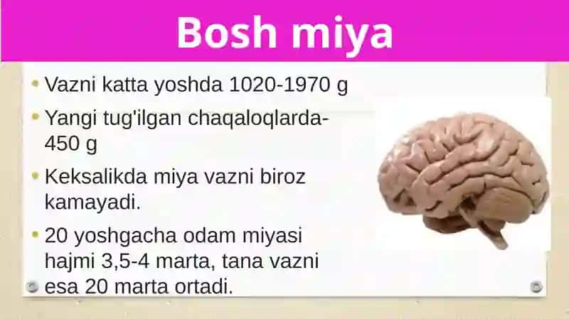 Boshmiyaningtuzilishivafunksiyasi 2