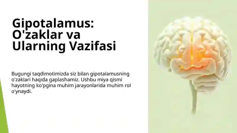 Gipotalamus: O'zaklar va Ularning Vazifasi 2