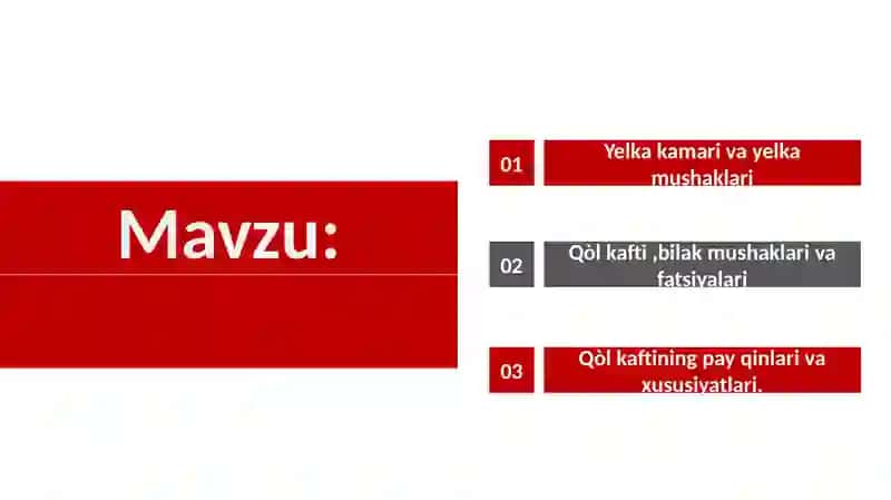 Yelka kamari va yelka mushaklari 2