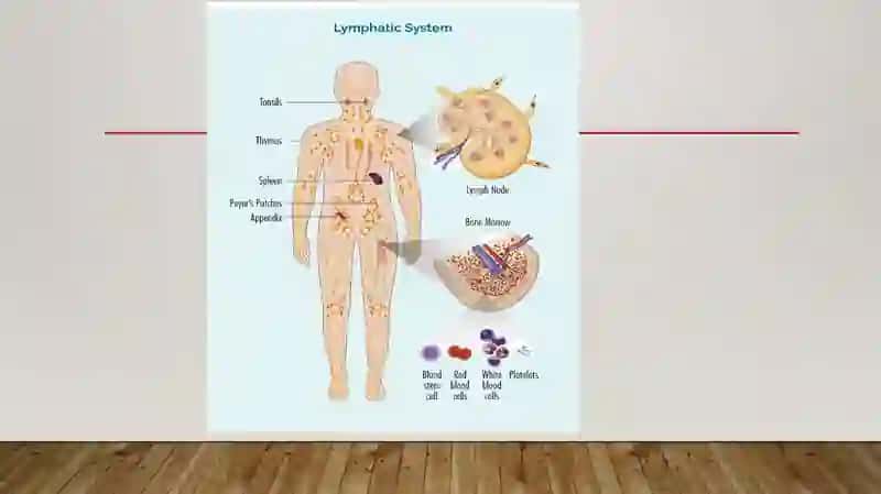 LIMFA  QUYISHNING RIVOJLANISH ISTIQBOLLARI VA KLINIKADA LIMFA QUYISH 2