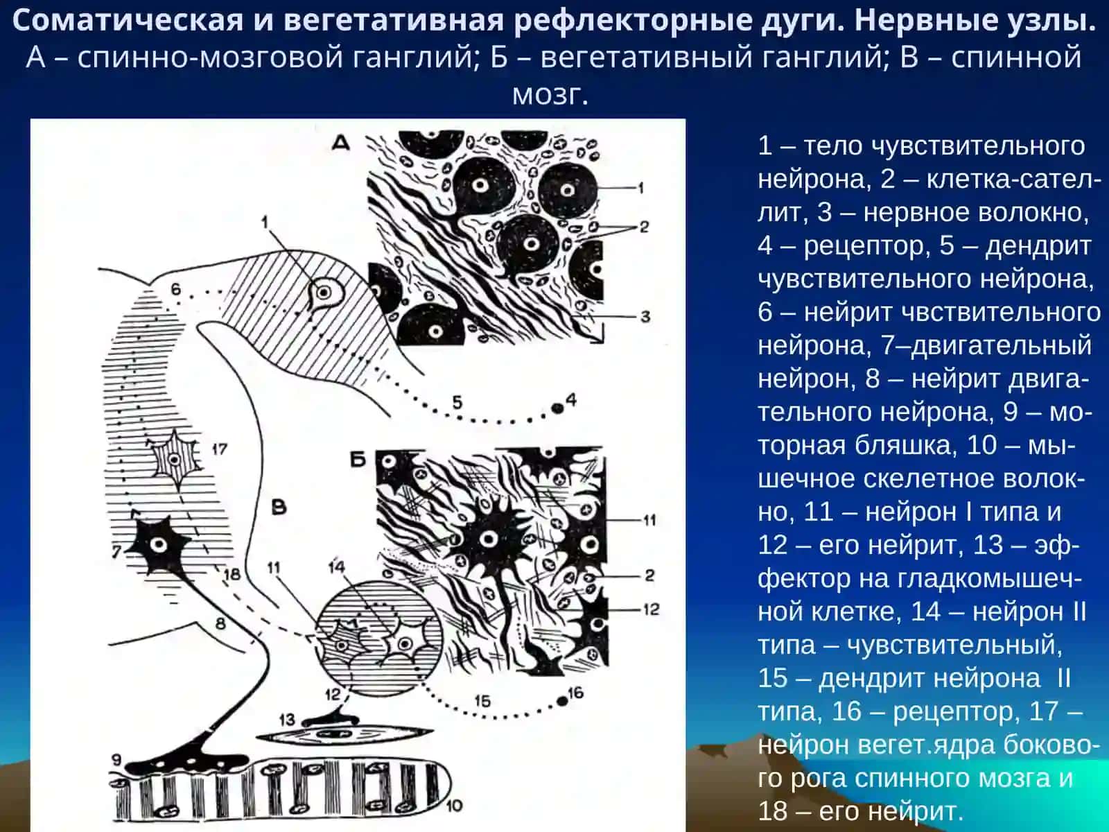 НЕРВНАЯ СИСТЕМА 2
