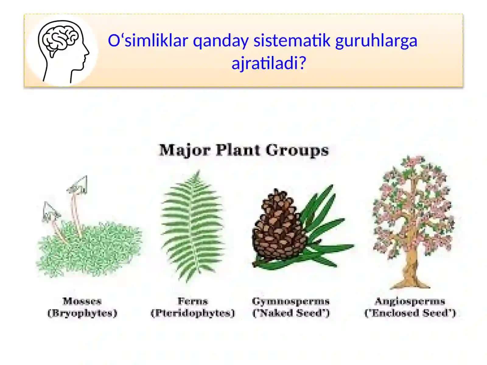 MAVZU.O‘SIMLIKLAR DUNYOSI 2