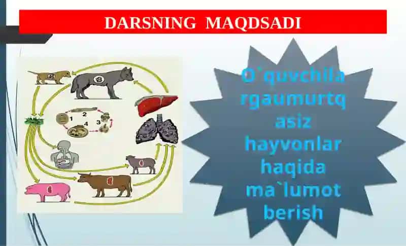 Umurtqasizhayvonlarningxilma-xilligi 2