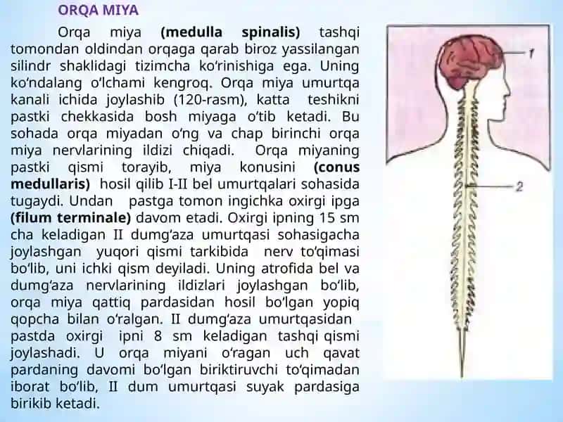 Orqa miya 2