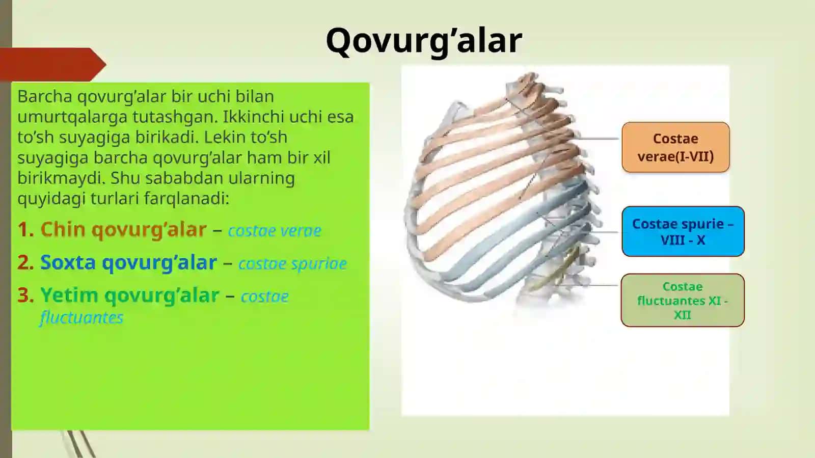 Qovurg’alar vato’sh suyagi 2