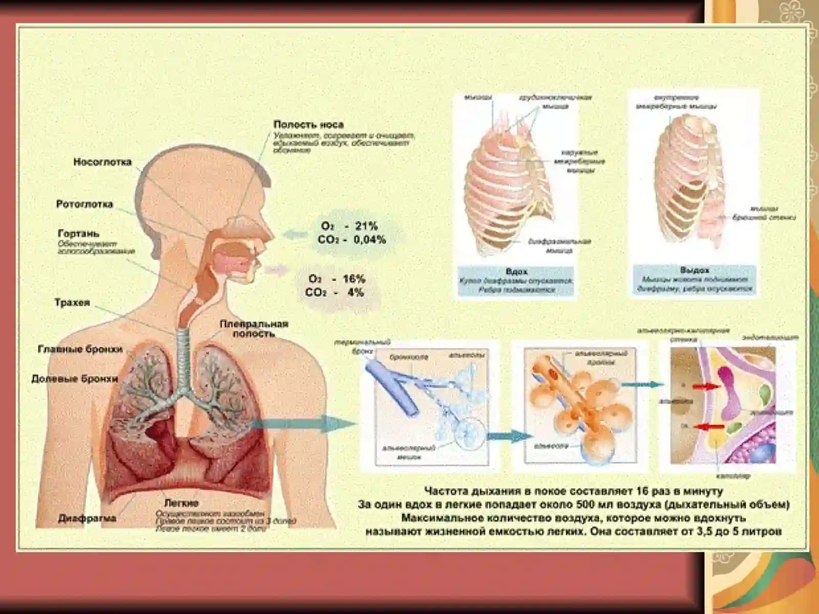 Nafas fiziologiyasi 2