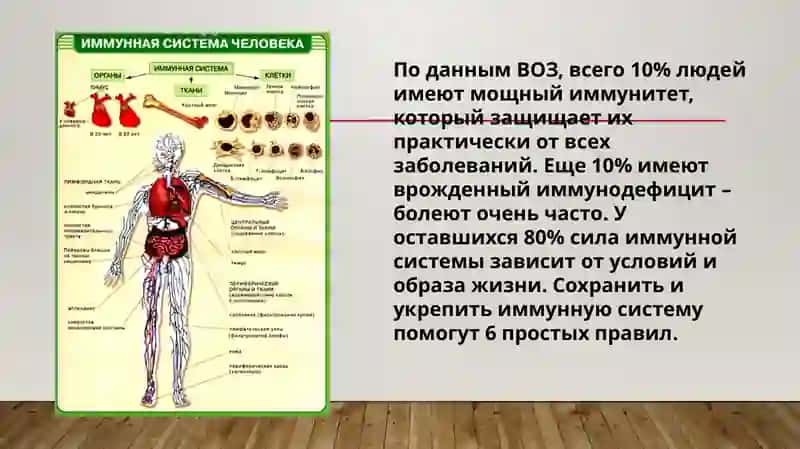 Имунная система человека 2