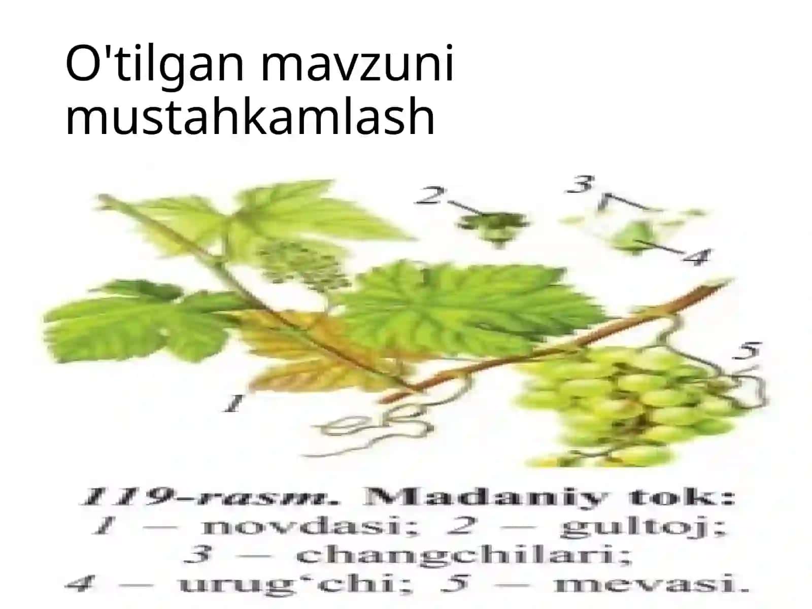 Qovoqdoshlar oilasi 2