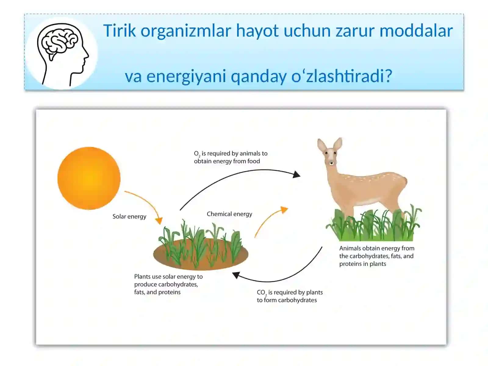 TIRIK ORGANIZM-LARNING OZIQLANISHI 2