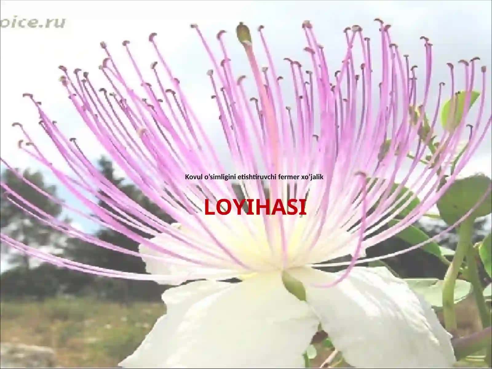 Kovil (Capparis spinosaL) tikanli buta 2
