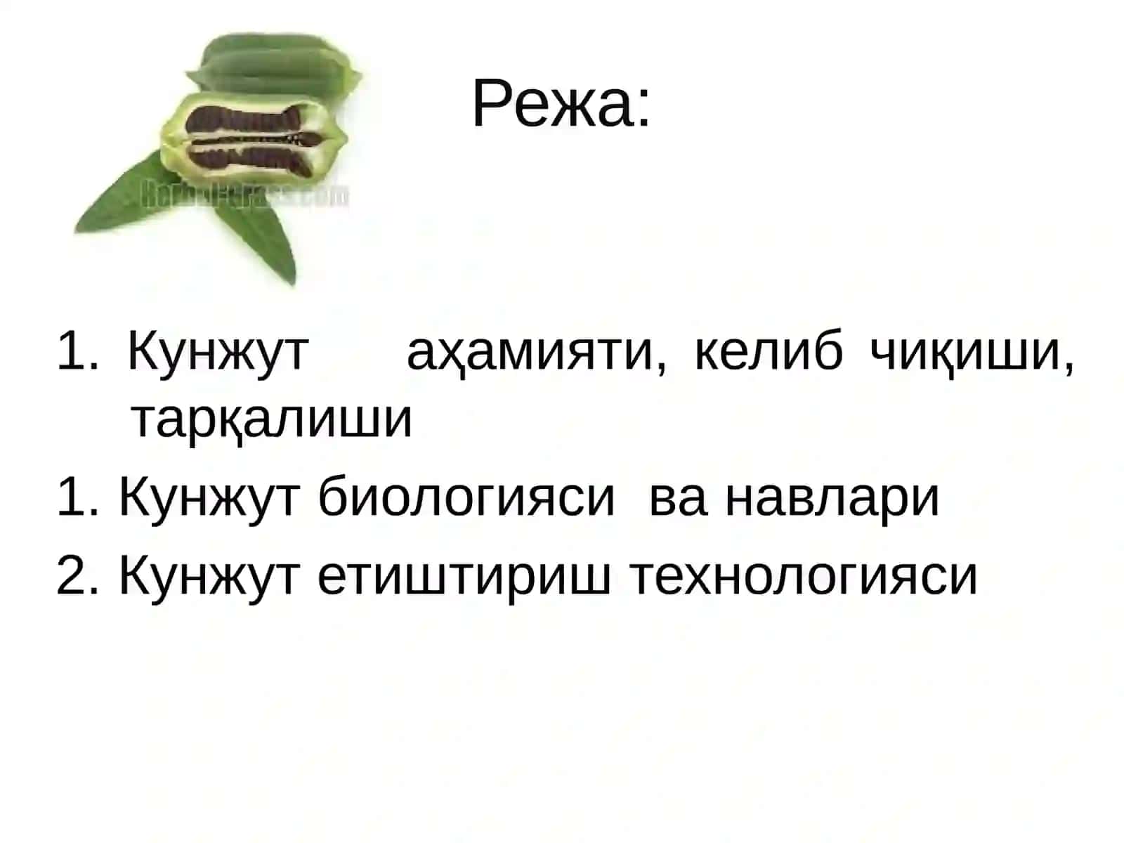 КУНЖУТ 2
