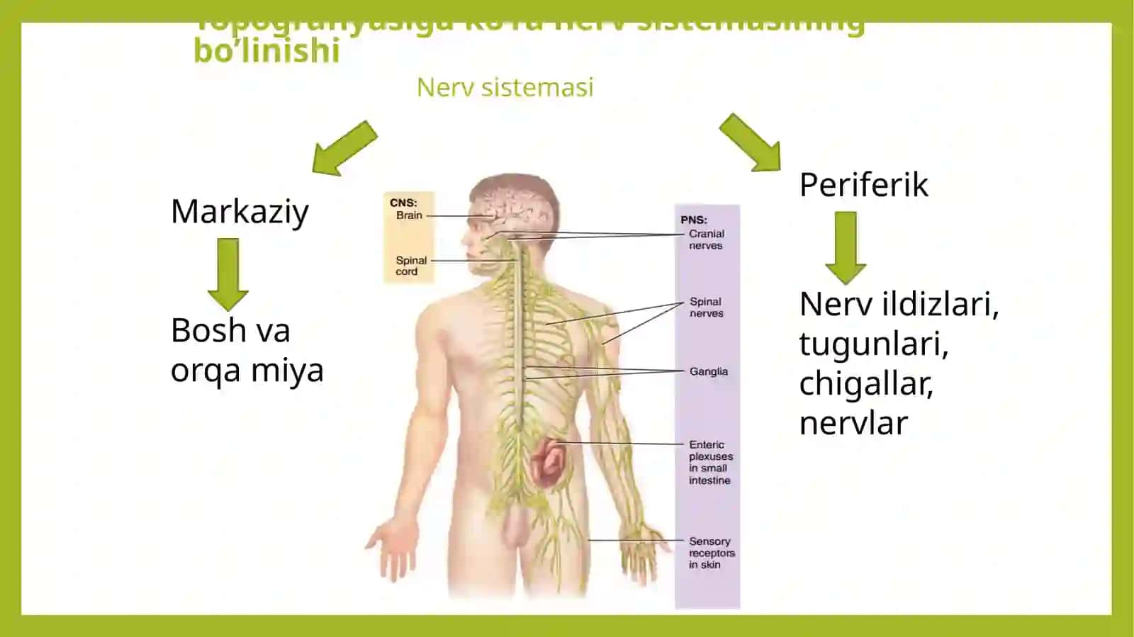 Nerv sistemasining bo'linishi 2