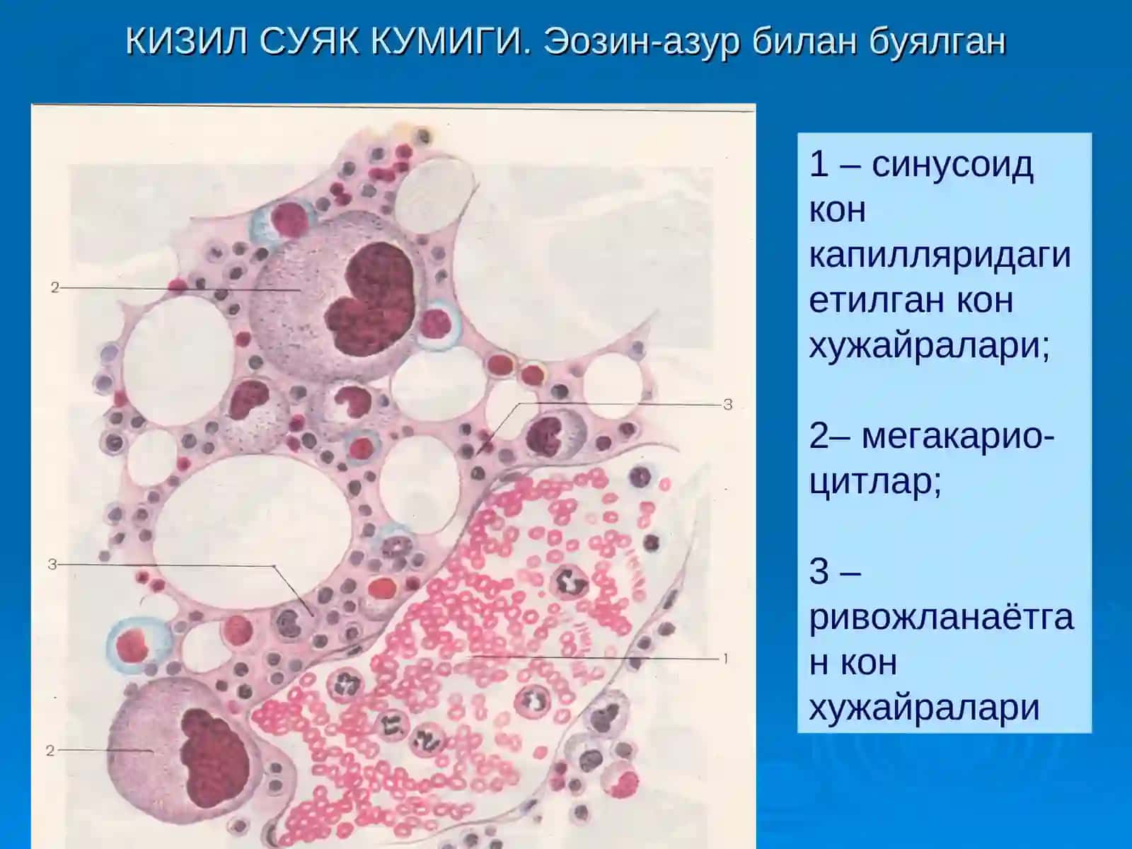 Кизил суяк кумиги 2