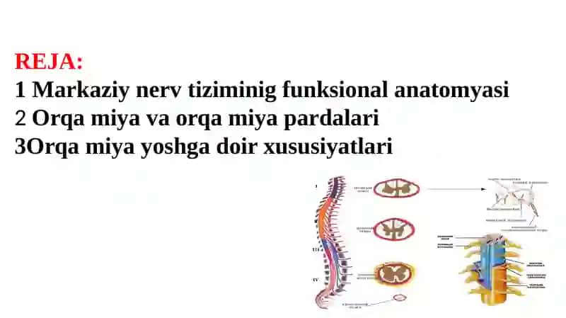 Markazi nervtizimining funksional anatomiyasi 2