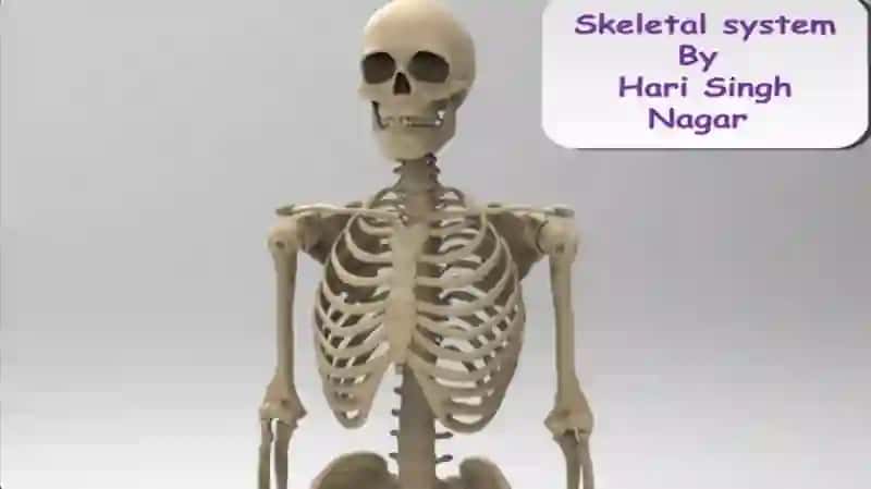 The skeletal system of a human being 2