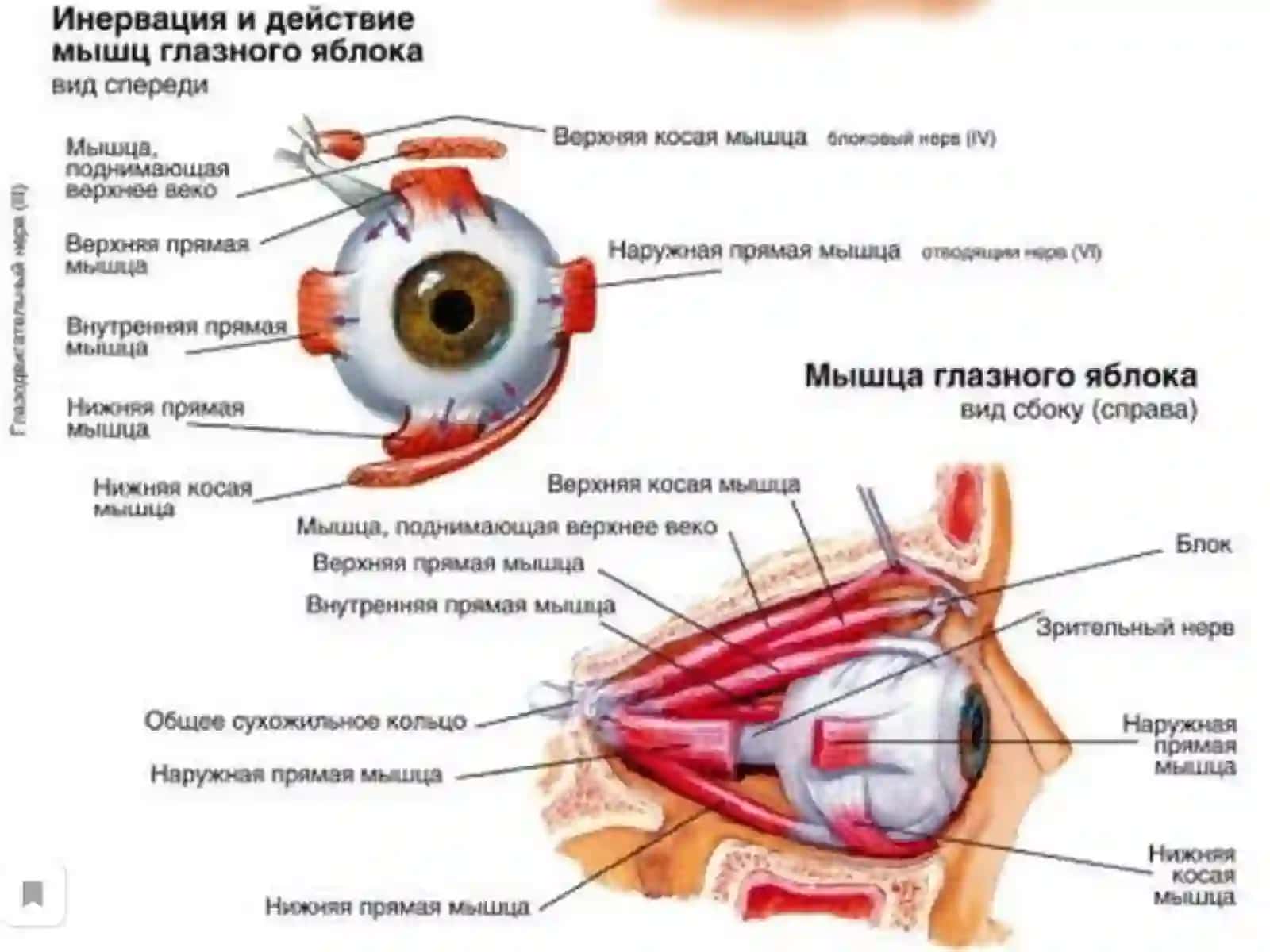 Презентация на тему: «Лечение косоглазия.» 2