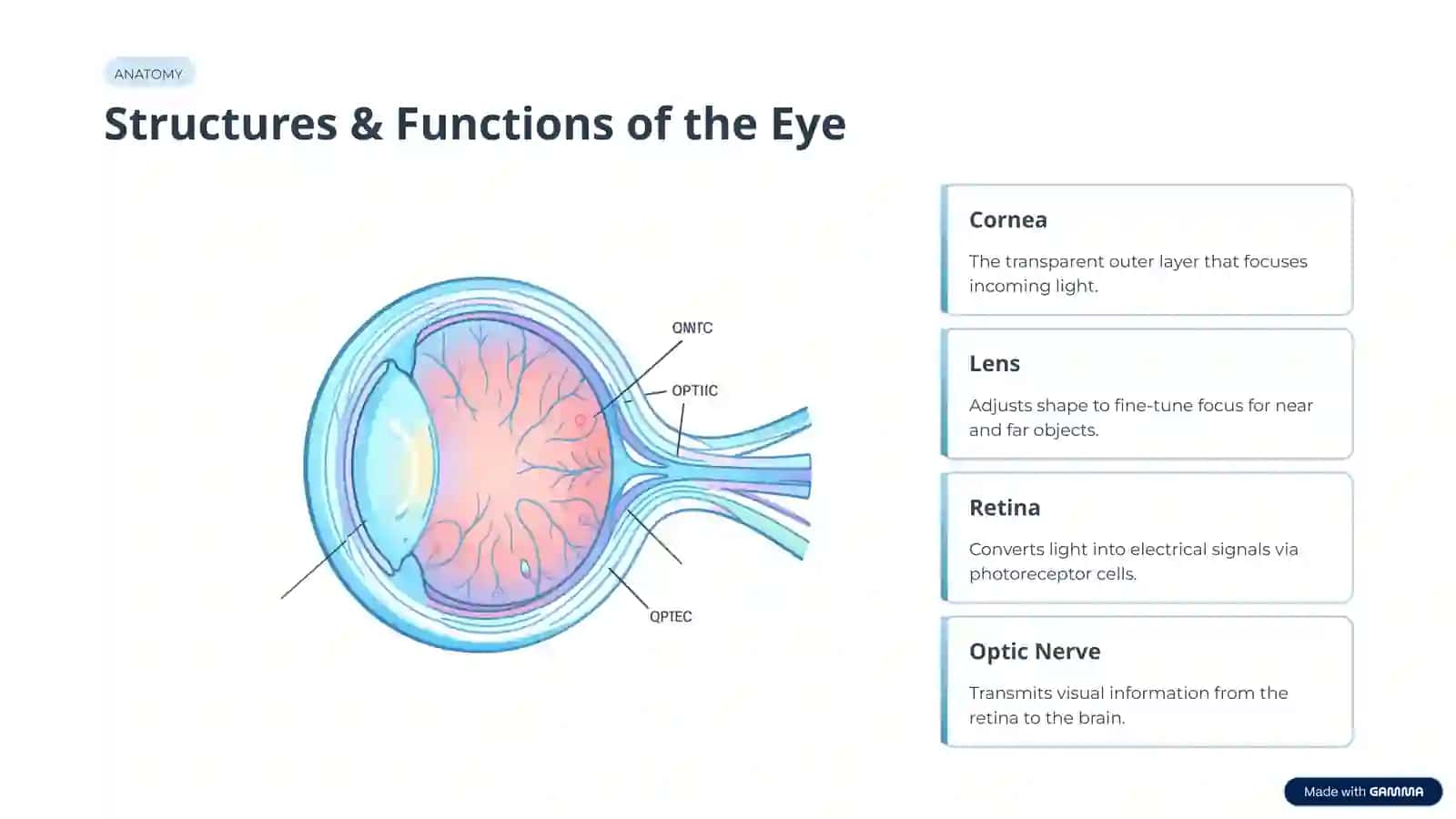 The Eye: A Window to the World 2