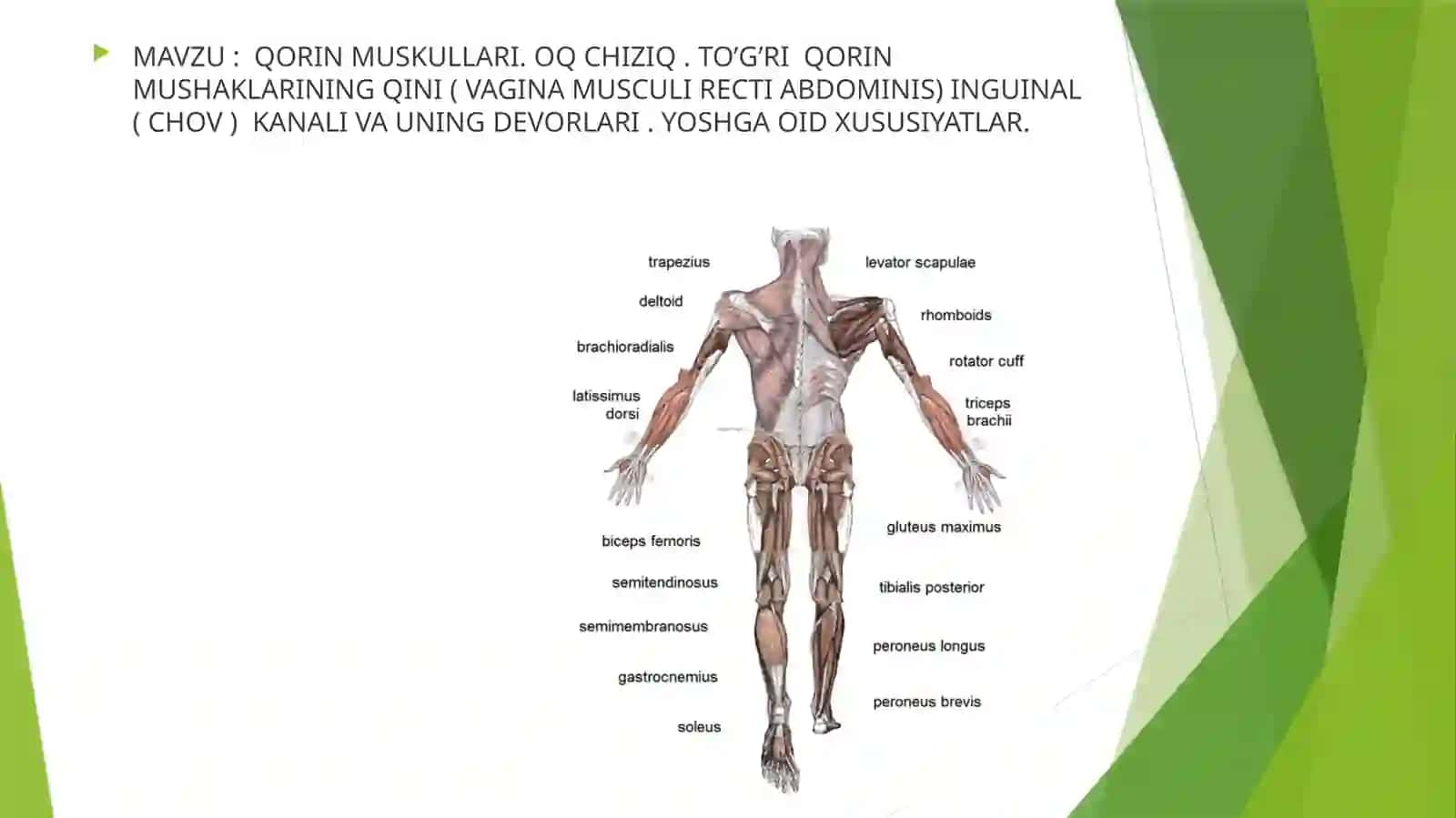 QORIN MUSKULLARI 2