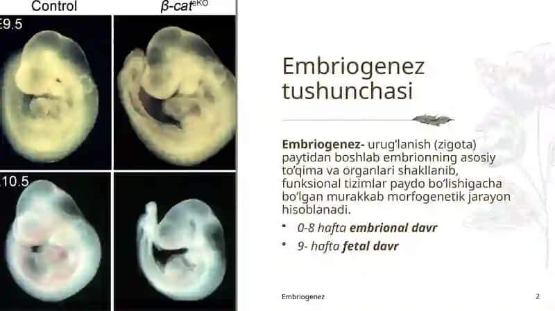 Prezintatsiya Embriogenez (Gistologiya) 2
