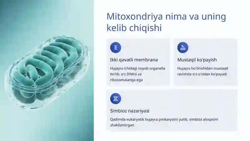 Mitoxondriya va energiya almashinuvi 2