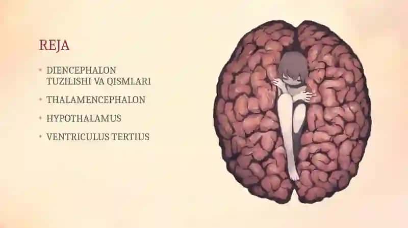 DIENCEPHALON VENTRICULUS TERTIUS 2