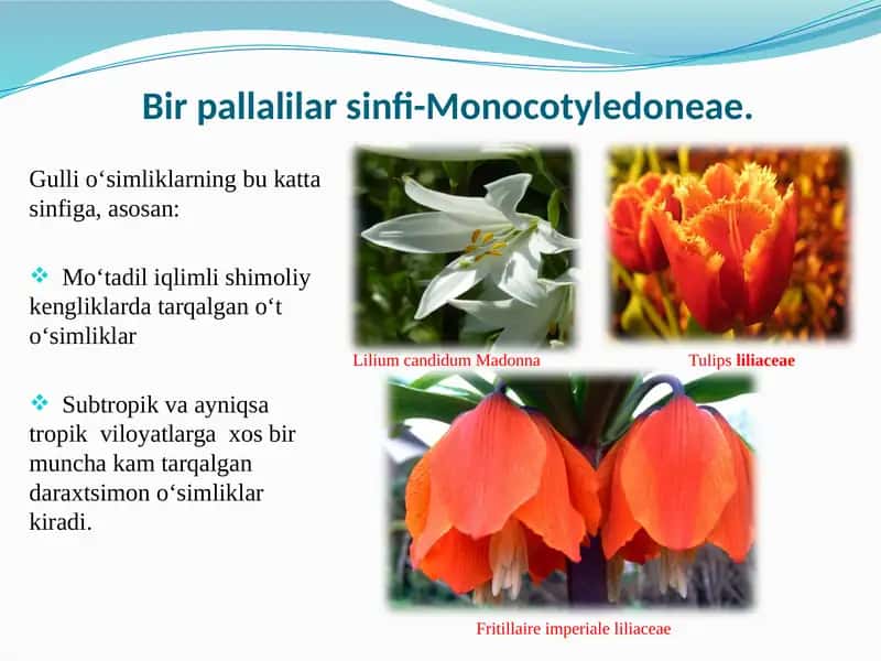 Eritrotsitlar 2