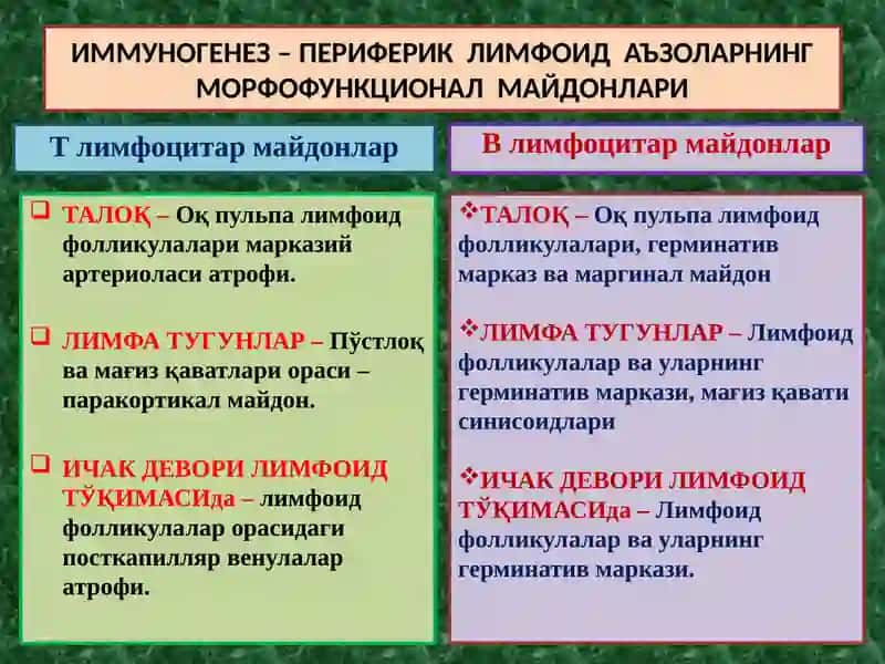 ИММУНОГЕНЕЗНИНГ СХЕМАТИК ТАСВИРИ 2