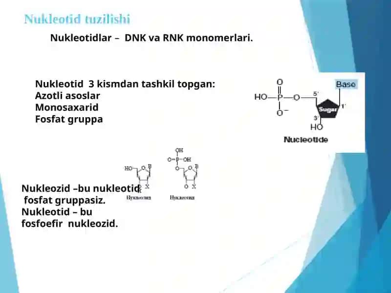 Nuklein kislotalar 2