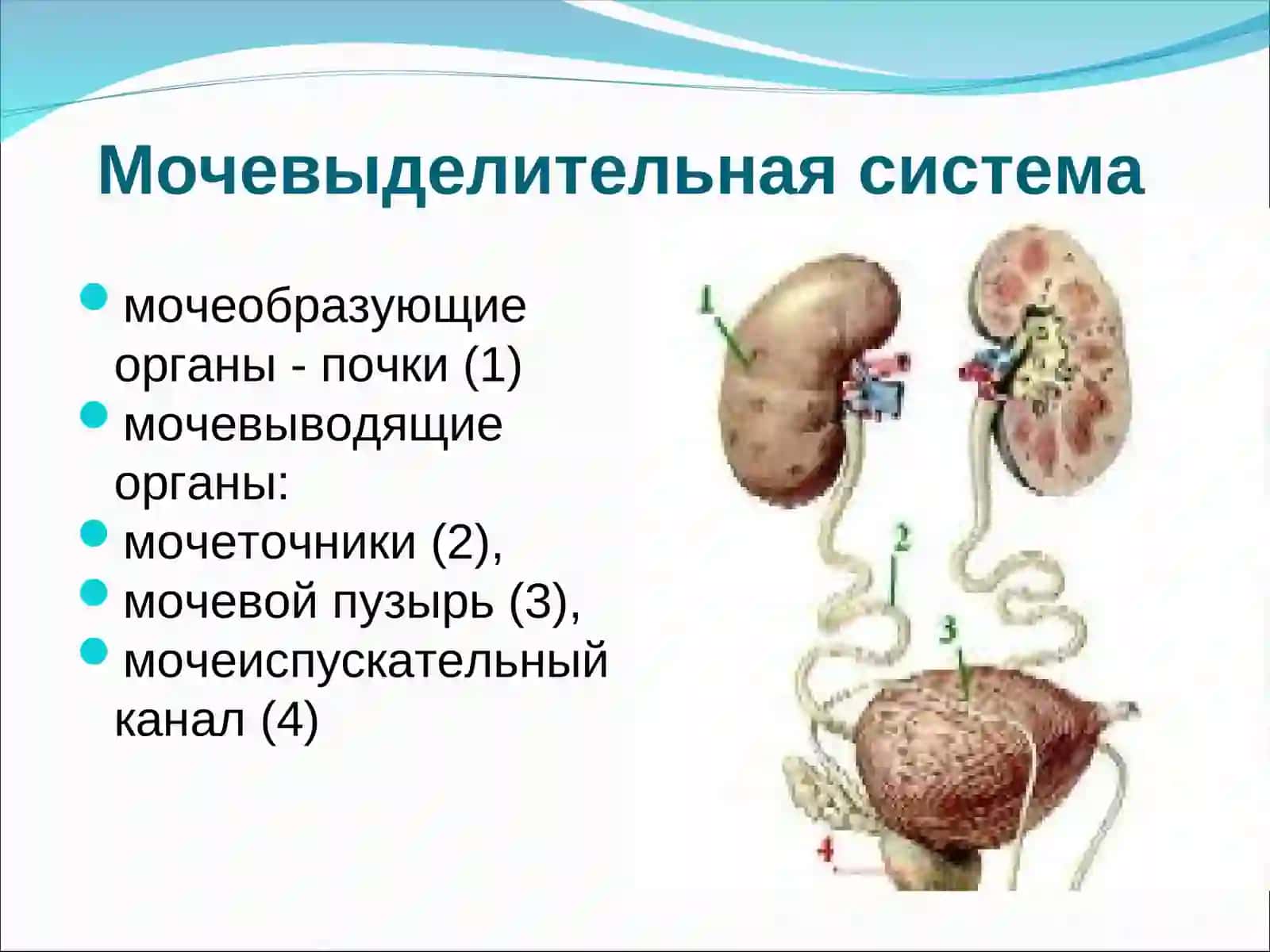 Мочевыделительная система 2