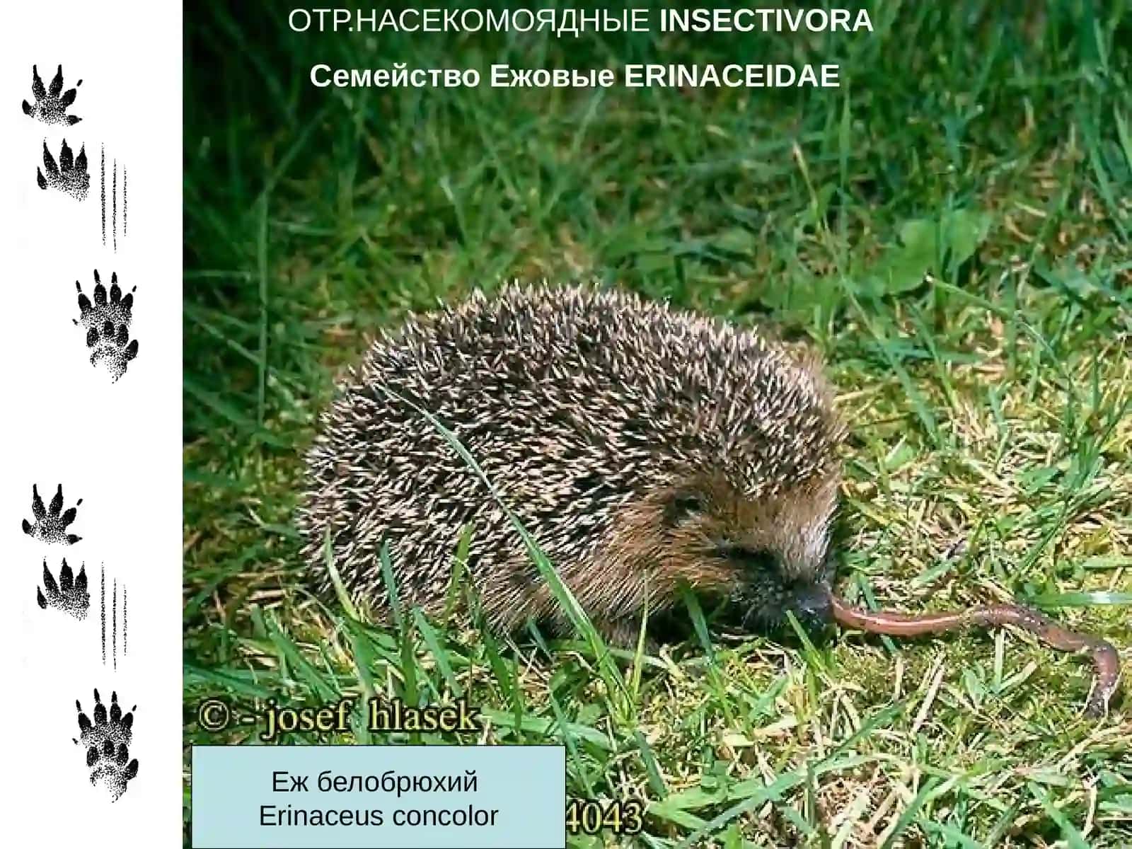 МЛЕКОПИТАЮЩИЕ 2