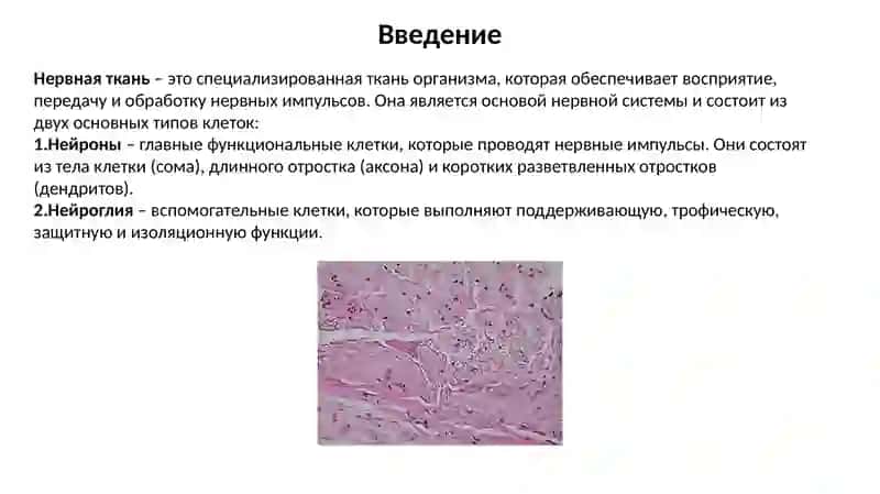 Нервная ткань 2