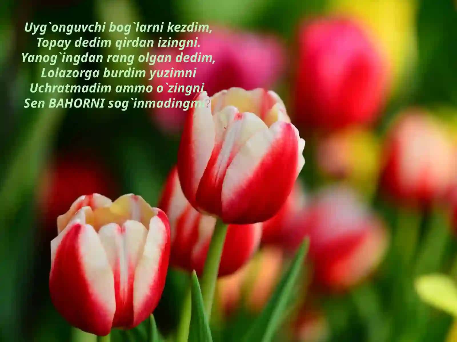 "Moychechak" she'ri 2